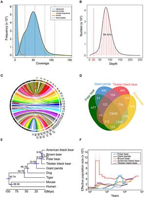 Draft Genome Assembly for the Tibetan Black Bear (Ursus thibetanus thibetanus)